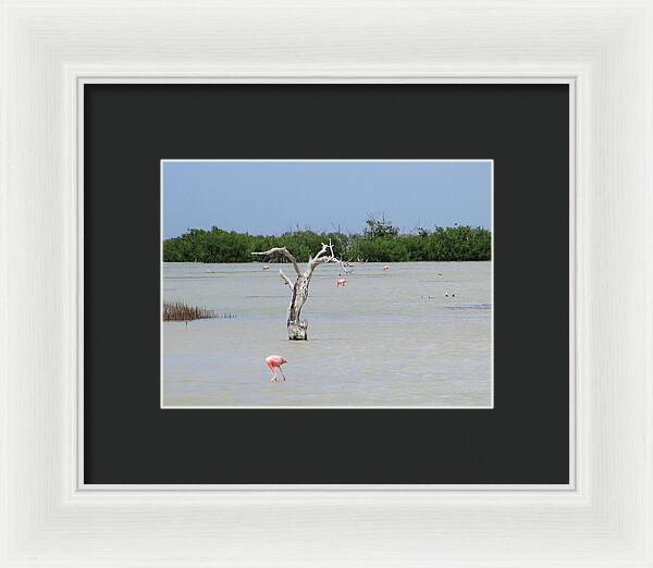 Pink Flamingos Yucatan, Mexico - Framed Print