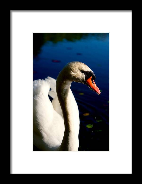 Picture of a Swan - Framed Print