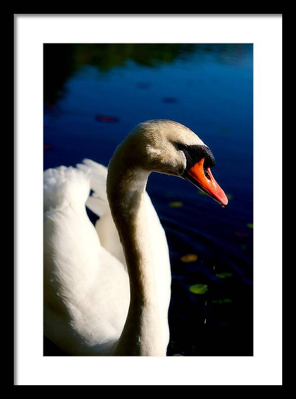 Picture of a Swan - Framed Print