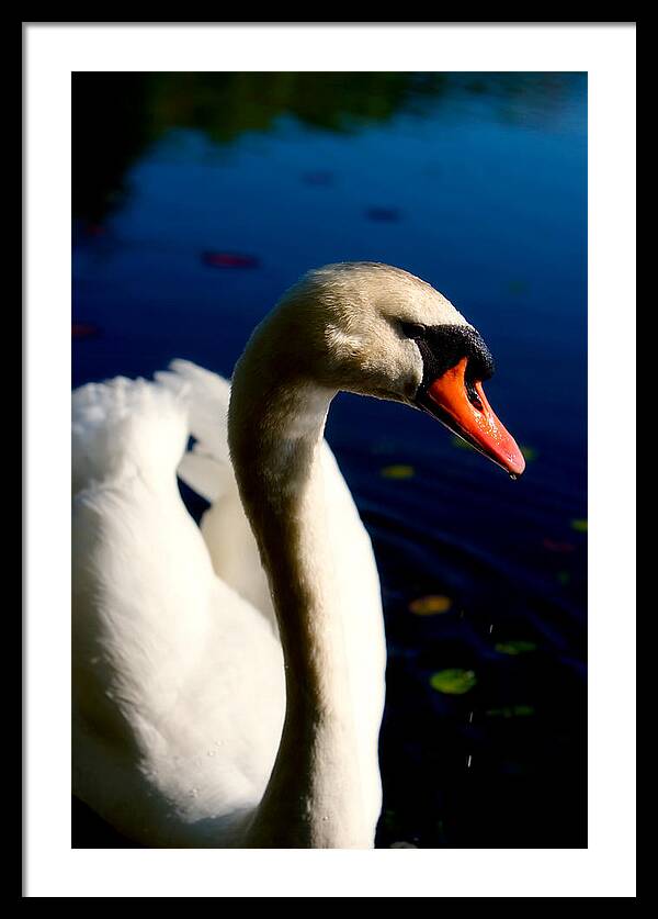 Picture of a Swan - Framed Print