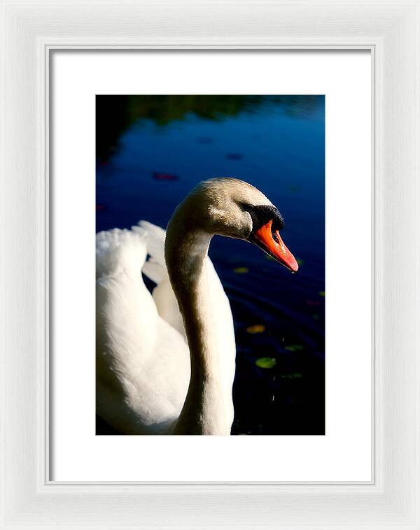 Picture of a Swan - Framed Print