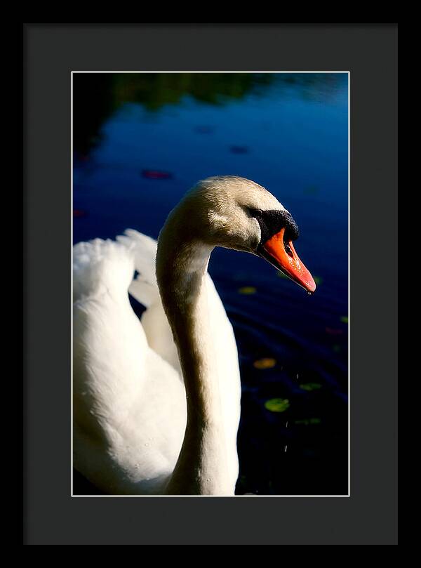 Picture of a Swan - Framed Print