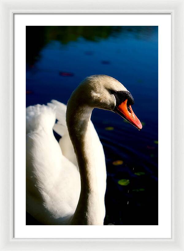 Picture of a Swan - Framed Print