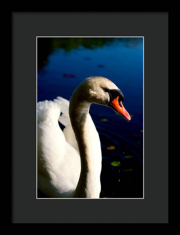 Picture of a Swan - Framed Print