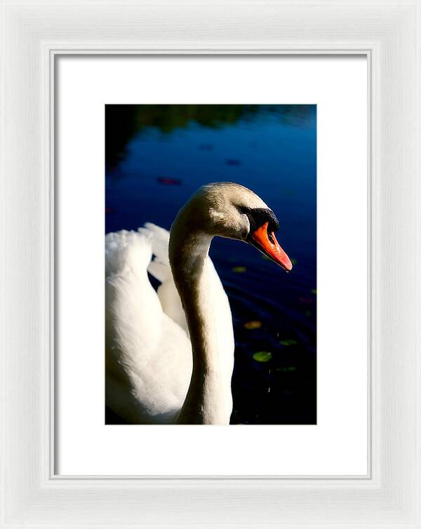 Picture of a Swan - Framed Print