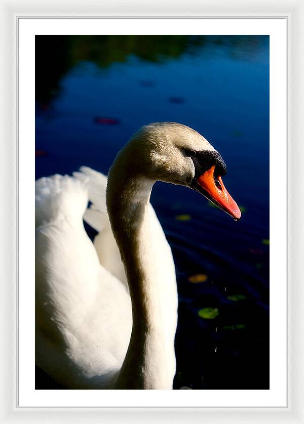 Picture of a Swan - Framed Print