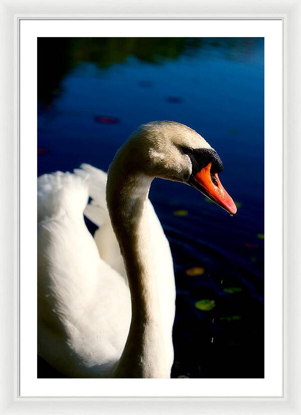 Picture of a Swan - Framed Print