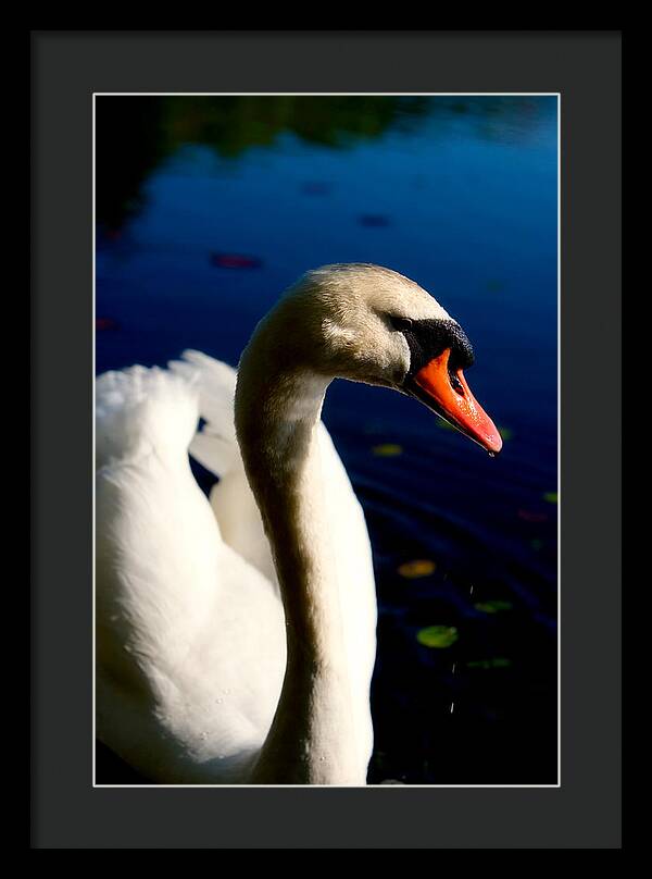 Picture of a Swan - Framed Print