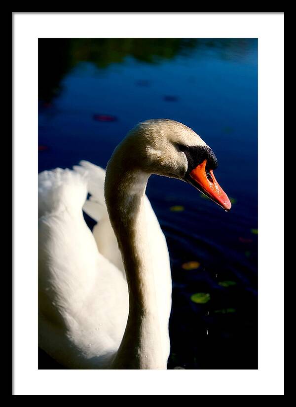 Picture of a Swan - Framed Print