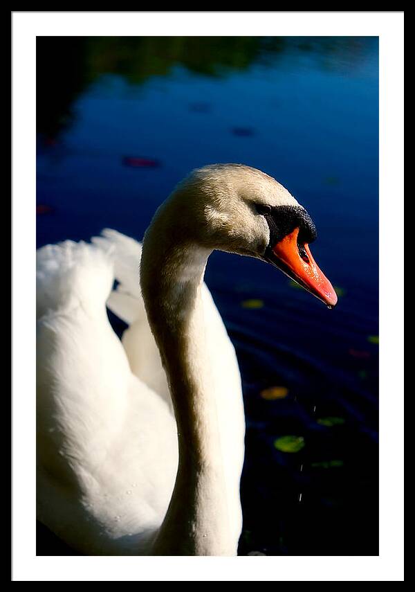 Picture of a Swan - Framed Print