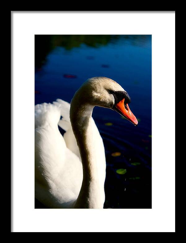 Picture of a Swan - Framed Print