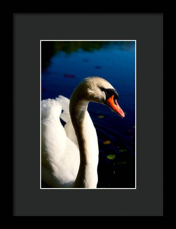 Picture of a Swan - Framed Print