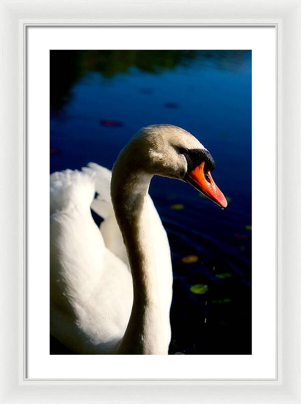 Picture of a Swan - Framed Print