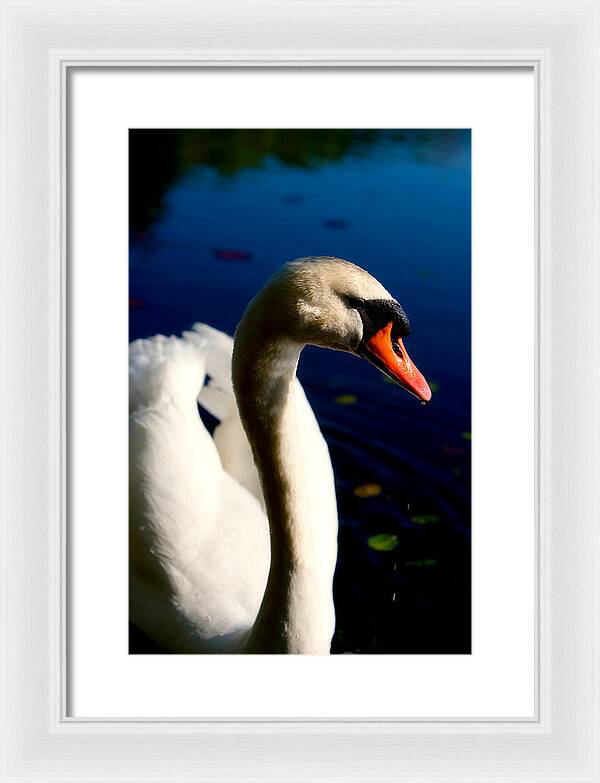 Picture of a Swan - Framed Print