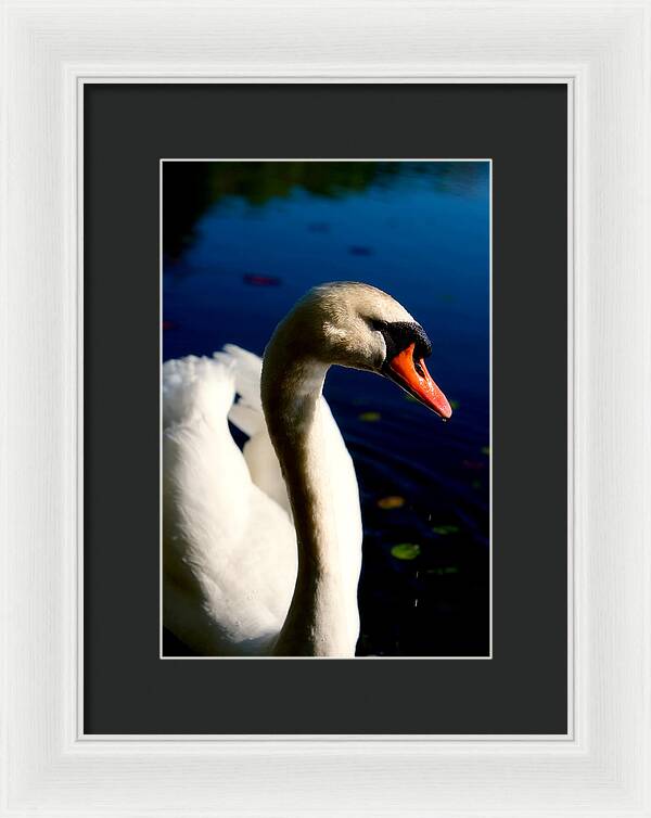 Picture of a Swan - Framed Print