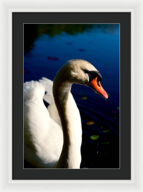 Picture of a Swan - Framed Print