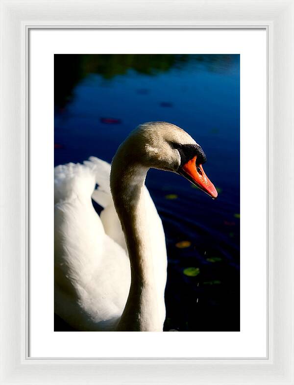 Picture of a Swan - Framed Print