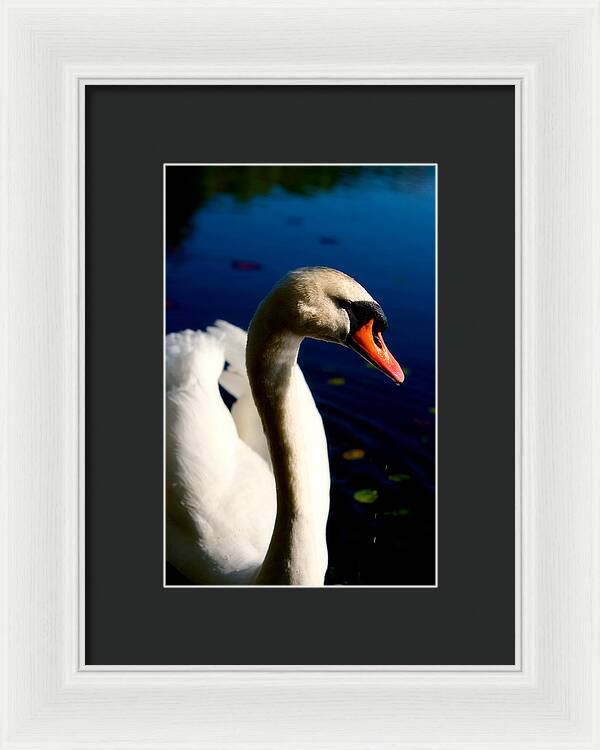 Picture of a Swan - Framed Print