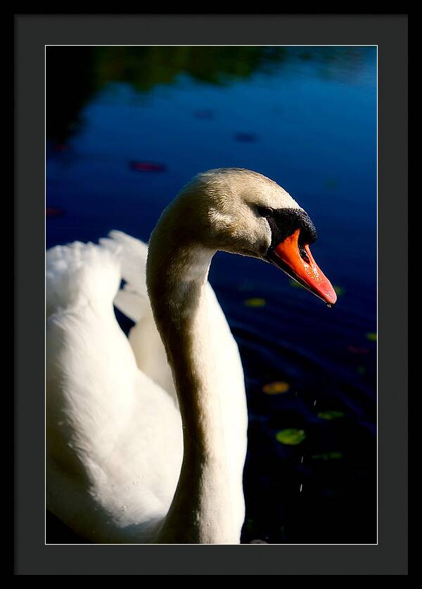 Picture of a Swan - Framed Print