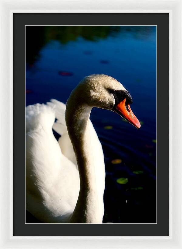 Picture of a Swan - Framed Print