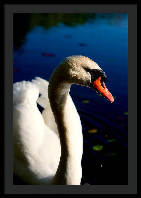 Picture of a Swan - Framed Print