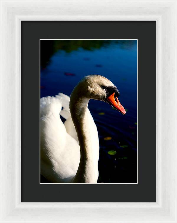 Picture of a Swan - Framed Print