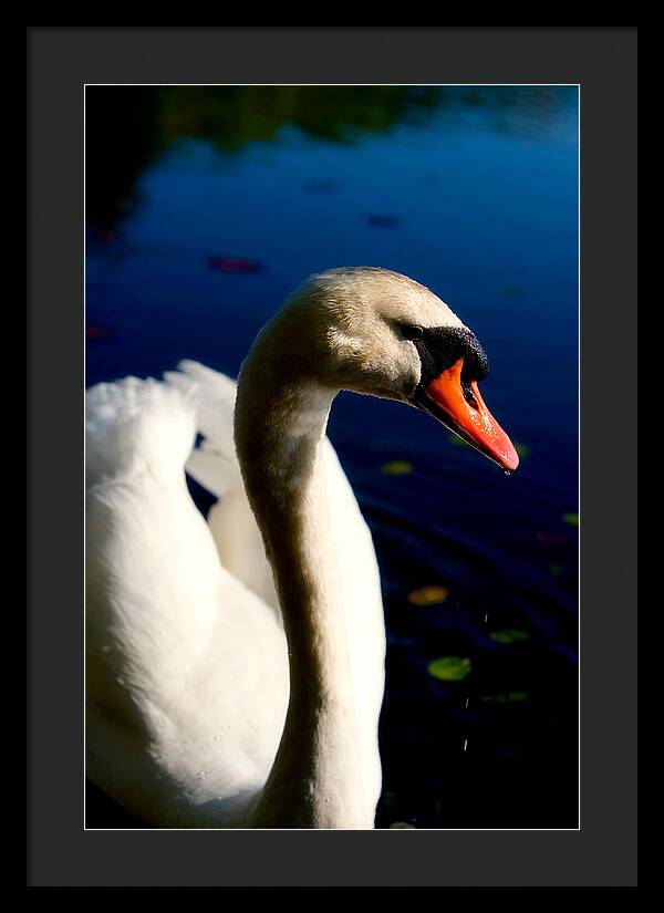 Picture of a Swan - Framed Print