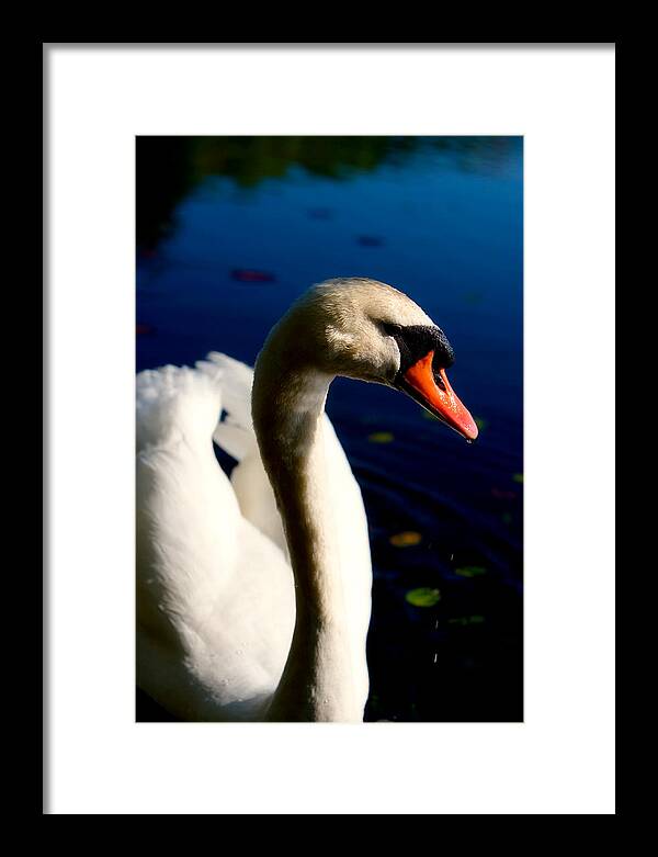 Picture of a Swan - Framed Print