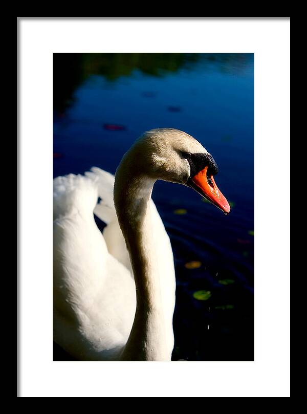 Picture of a Swan - Framed Print