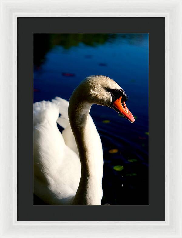 Picture of a Swan - Framed Print