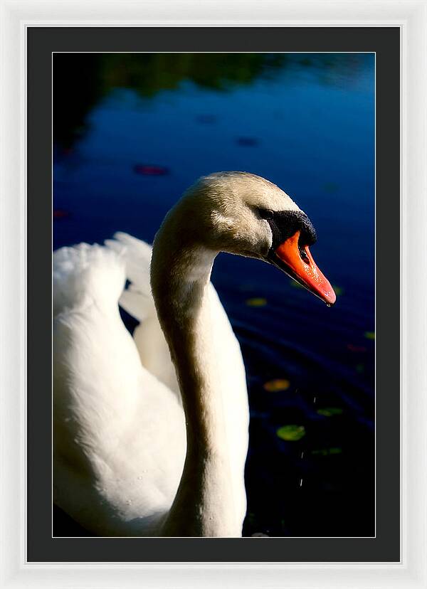 Picture of a Swan - Framed Print