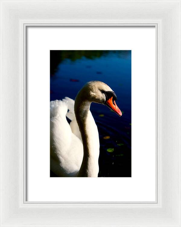 Picture of a Swan - Framed Print