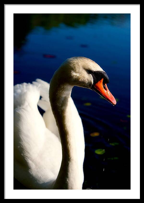 Picture of a Swan - Framed Print