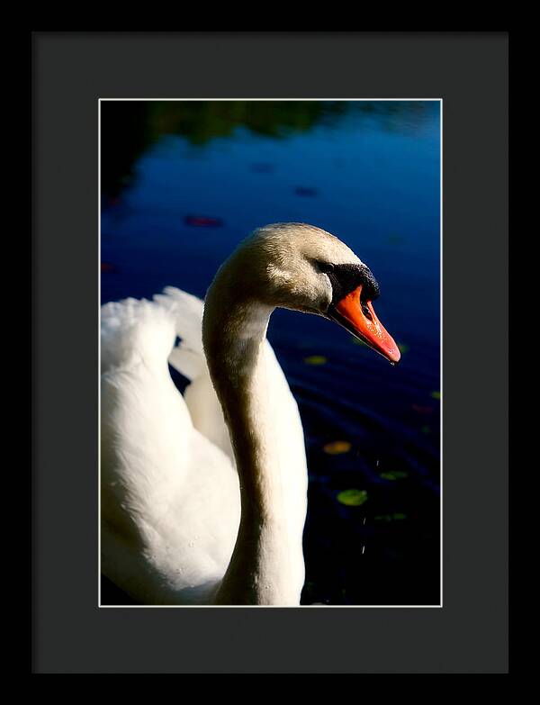 Picture of a Swan - Framed Print