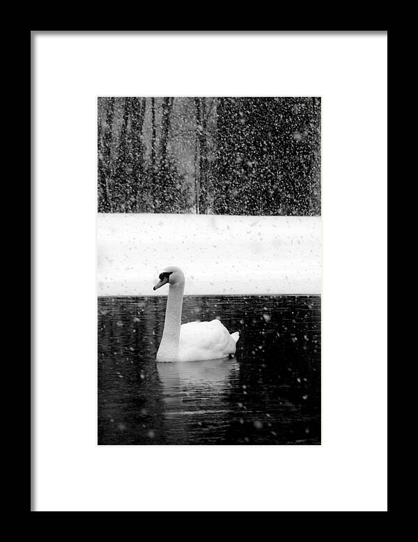 Black and White Swan Pictures - Framed Print