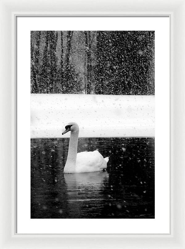 Black and White Swan Pictures - Framed Print