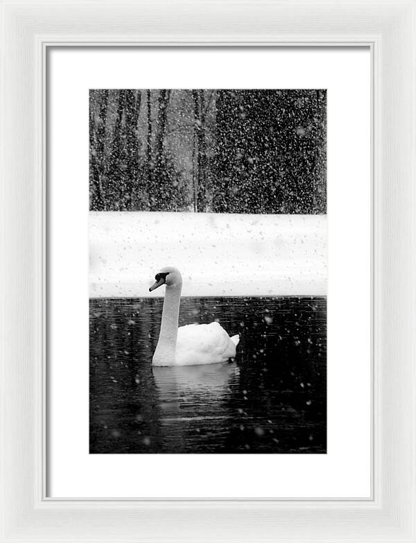 Black and White Swan Pictures - Framed Print