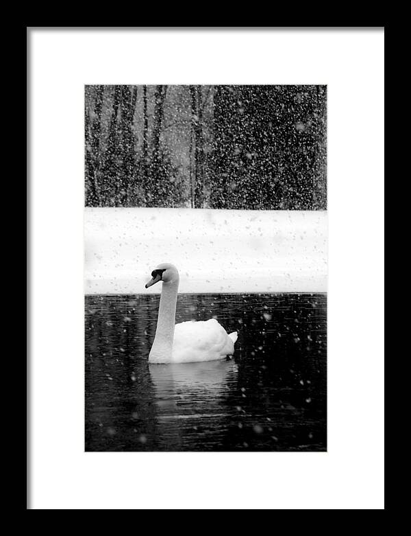 Black and White Swan Pictures - Framed Print