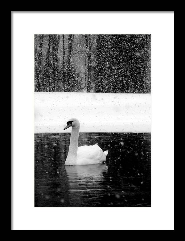 Black and White Swan Pictures - Framed Print