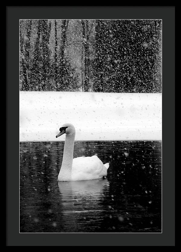 Black and White Swan Pictures - Framed Print