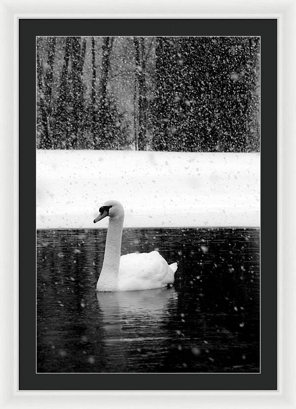 Black and White Swan Pictures - Framed Print