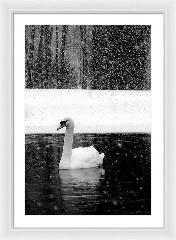 Black and White Swan Pictures - Framed Print