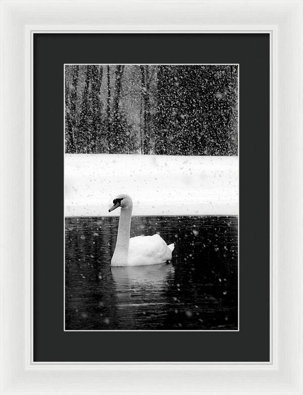 Black and White Swan Pictures - Framed Print