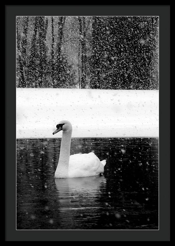 Black and White Swan Pictures - Framed Print