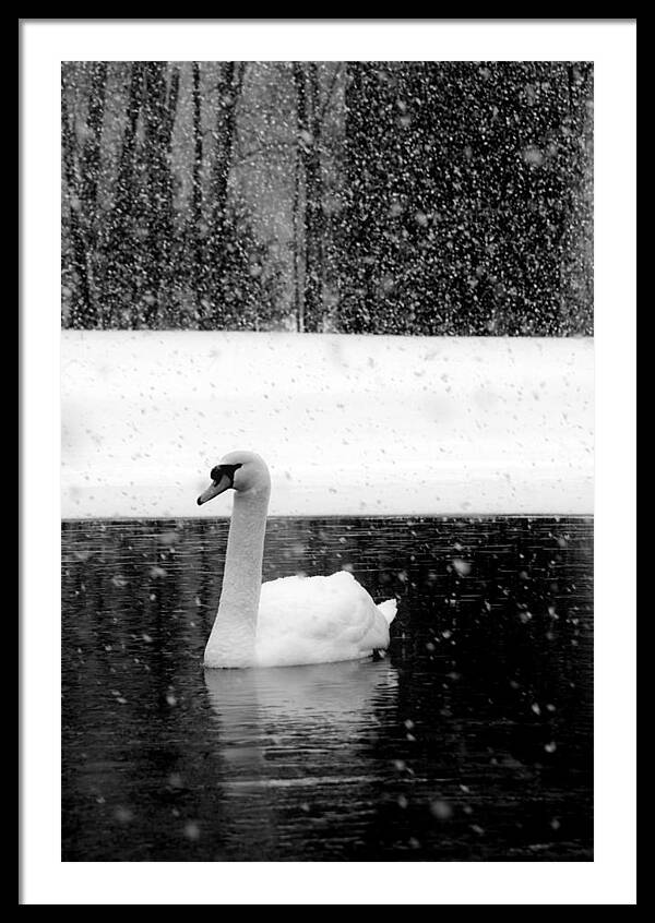 Black and White Swan Pictures - Framed Print