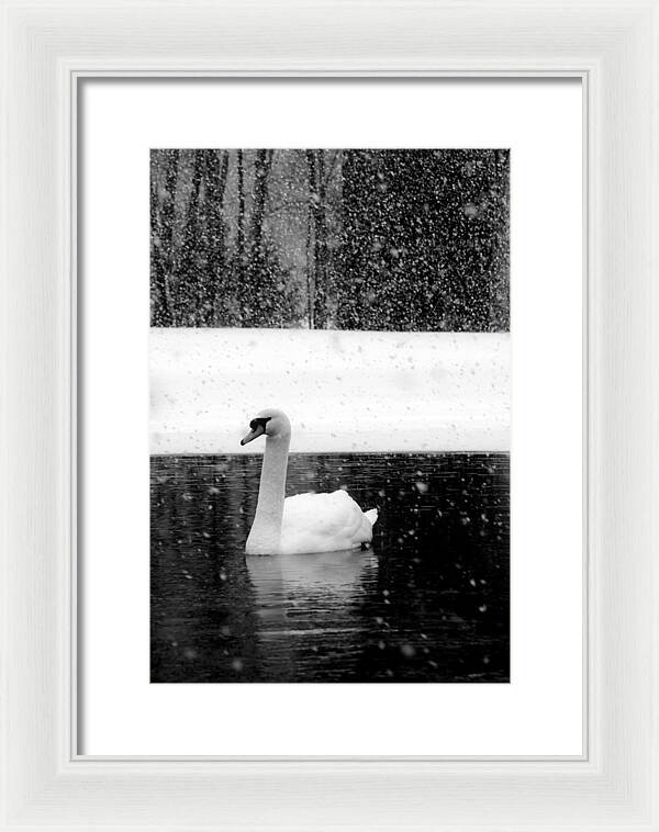 Black and White Swan Pictures - Framed Print