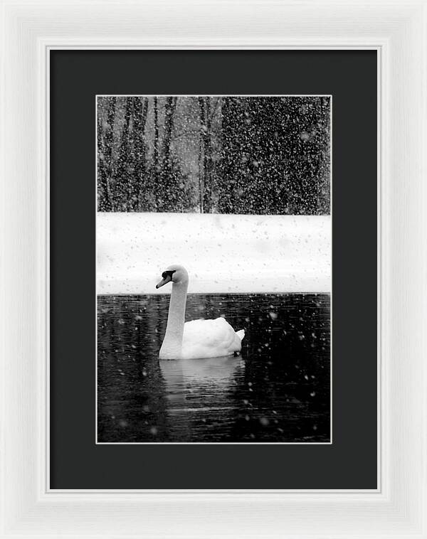 Black and White Swan Pictures - Framed Print