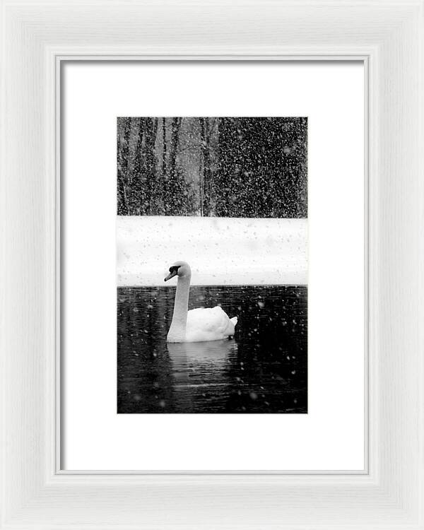 Black and White Swan Pictures - Framed Print