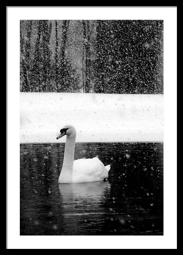 Black and White Swan Pictures - Framed Print