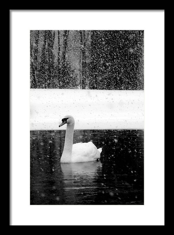 Black and White Swan Pictures - Framed Print